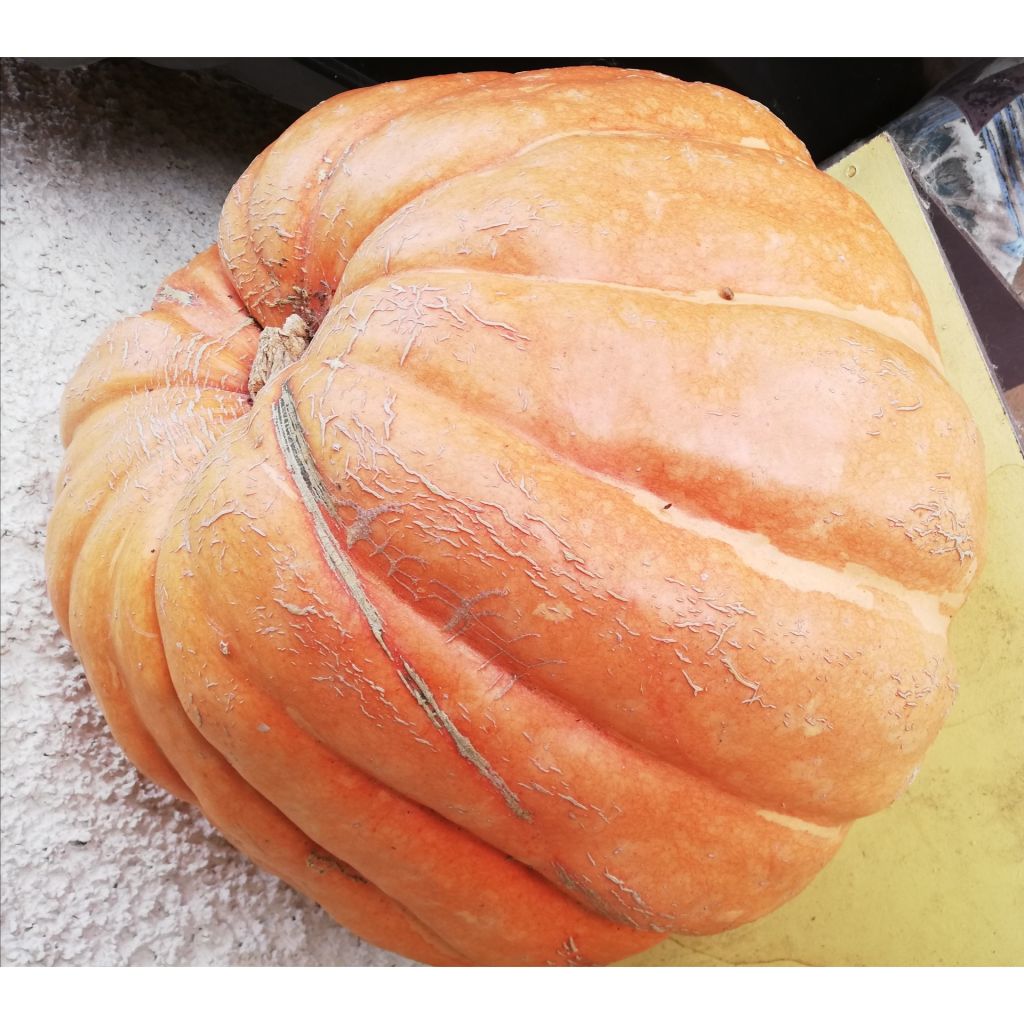 Pumpkin Atlantic Giant - Giant Squash - Cucurbita maxima