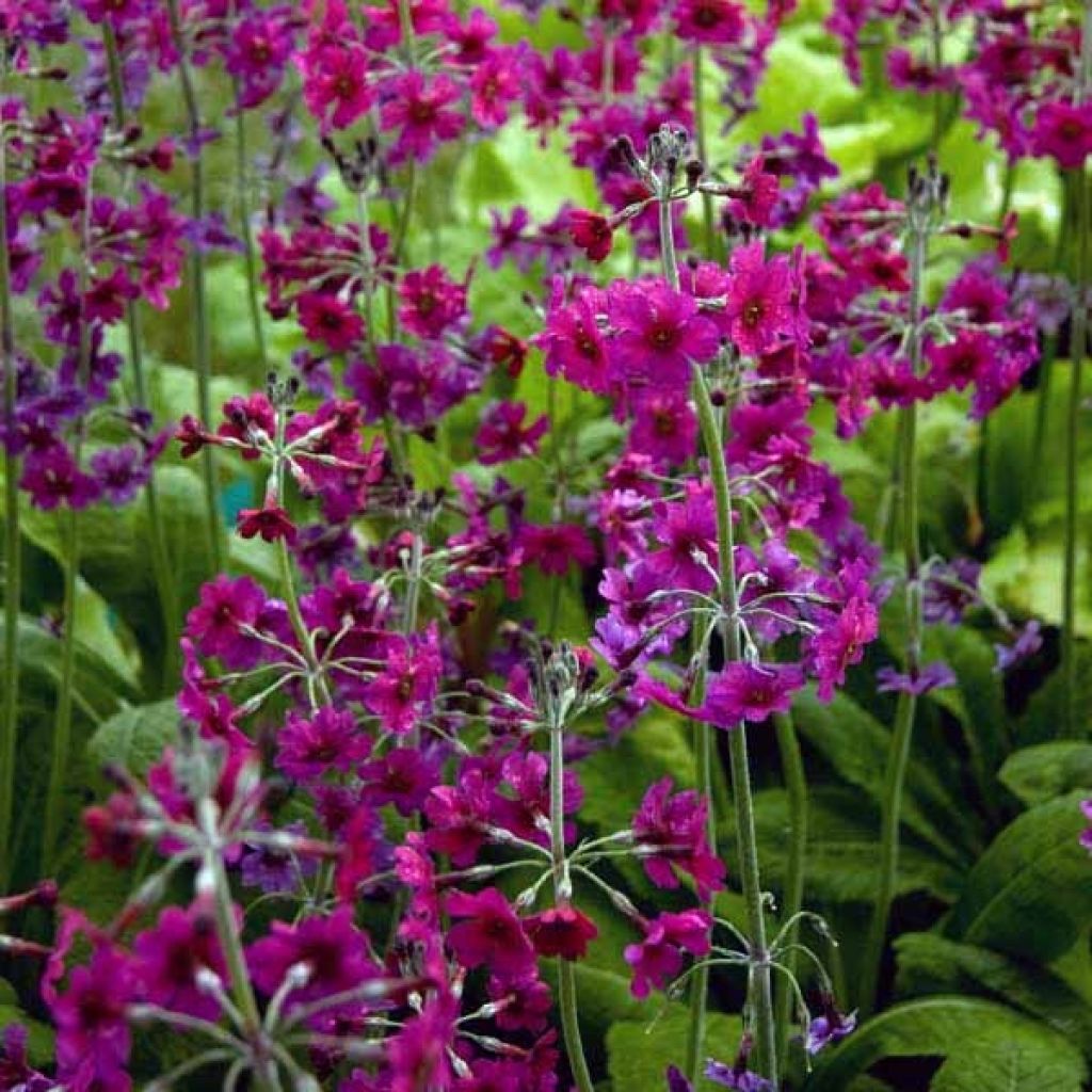 Primula pulverulenta - Mealy Primrose