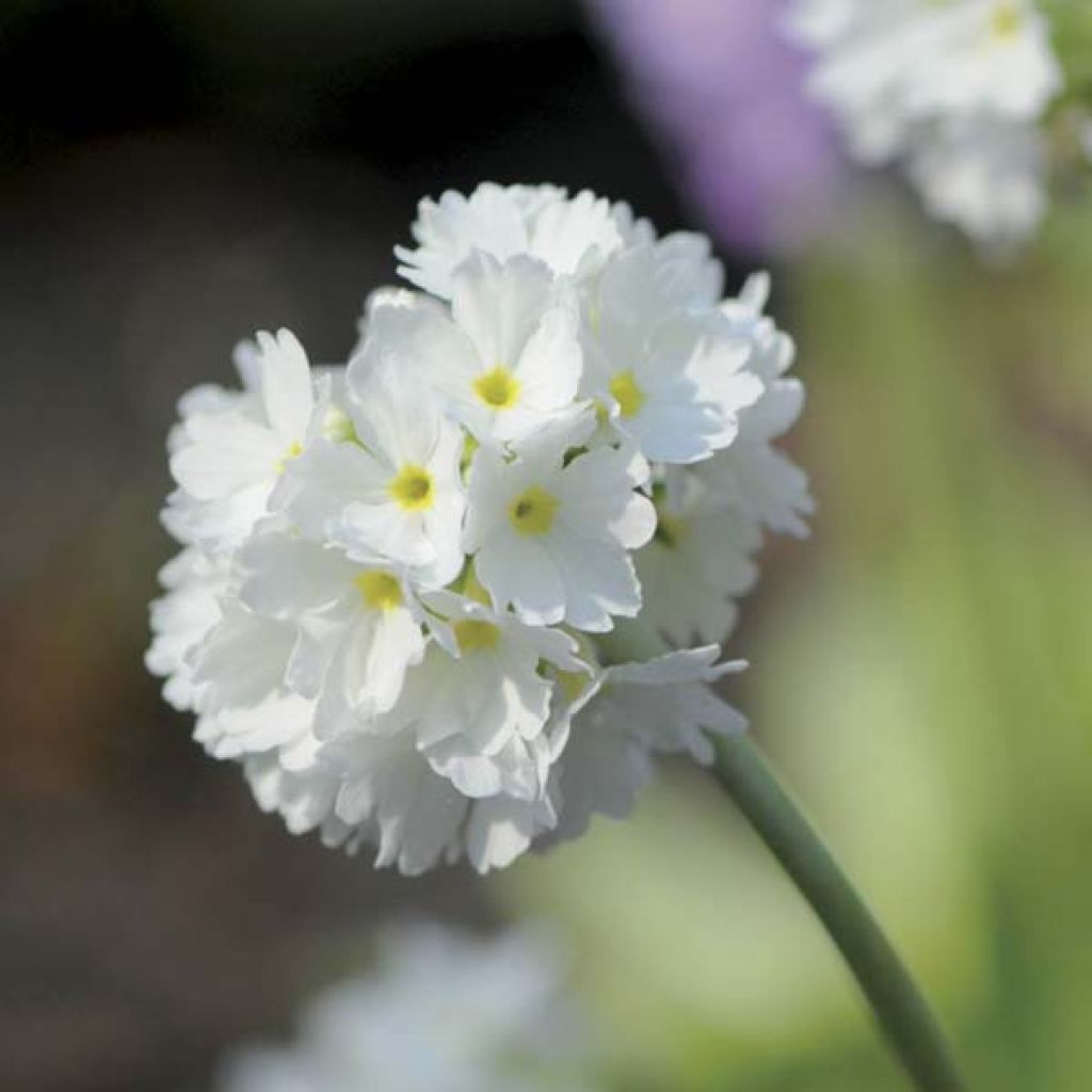 Primula denticulata Alba - Primrose