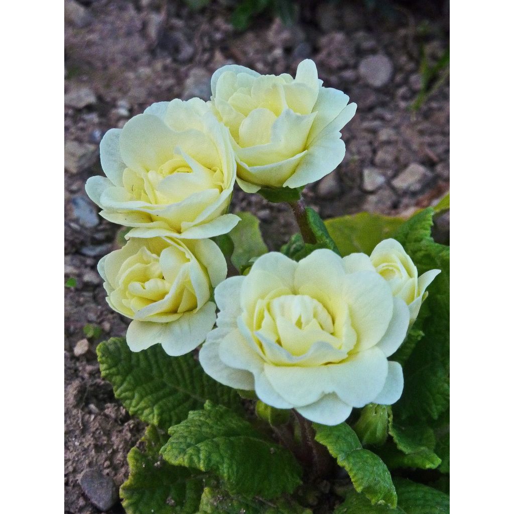 Double Primrose Primula Belarina Cream - Primula vulgaris