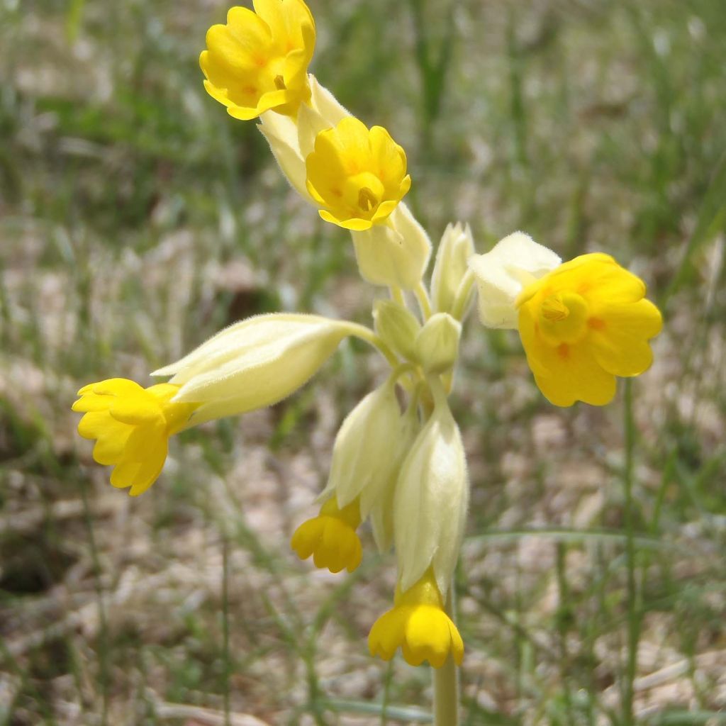 Primula veris - Cowslip