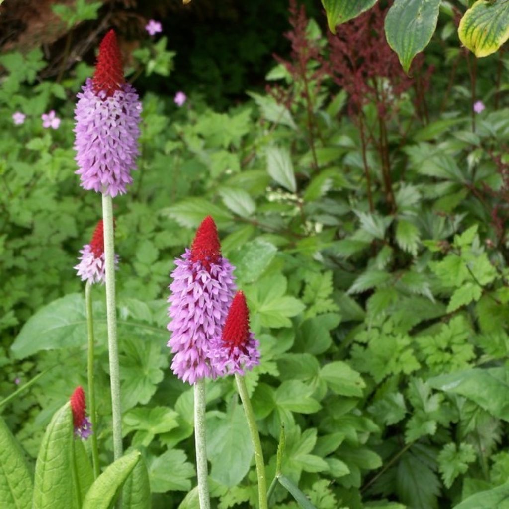 Primula vialii - Vial's Primrose