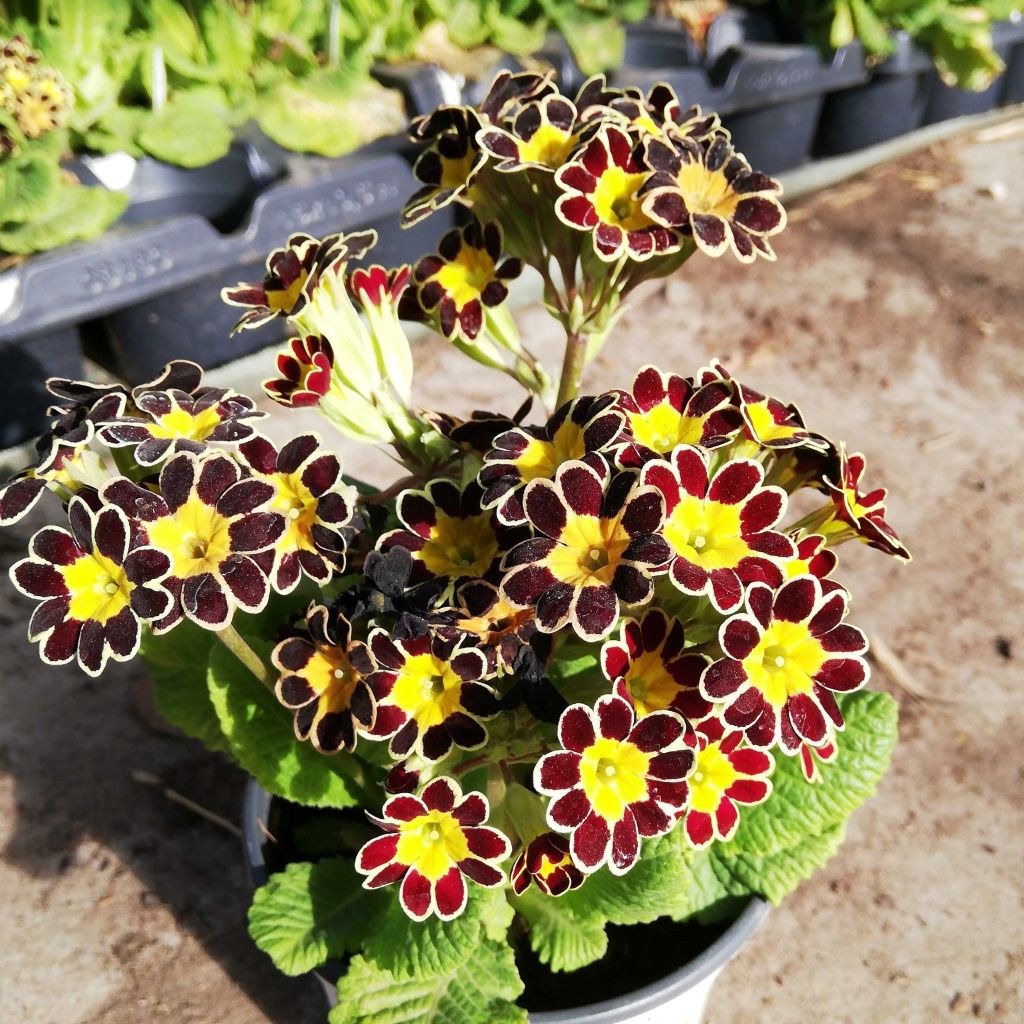 Primula Mister Gold Laced - Oxlip