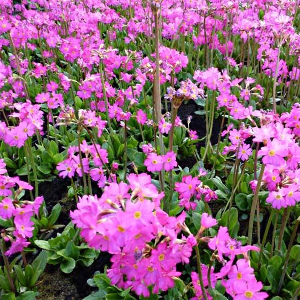 Primula rosea Grandiflora - Primrose