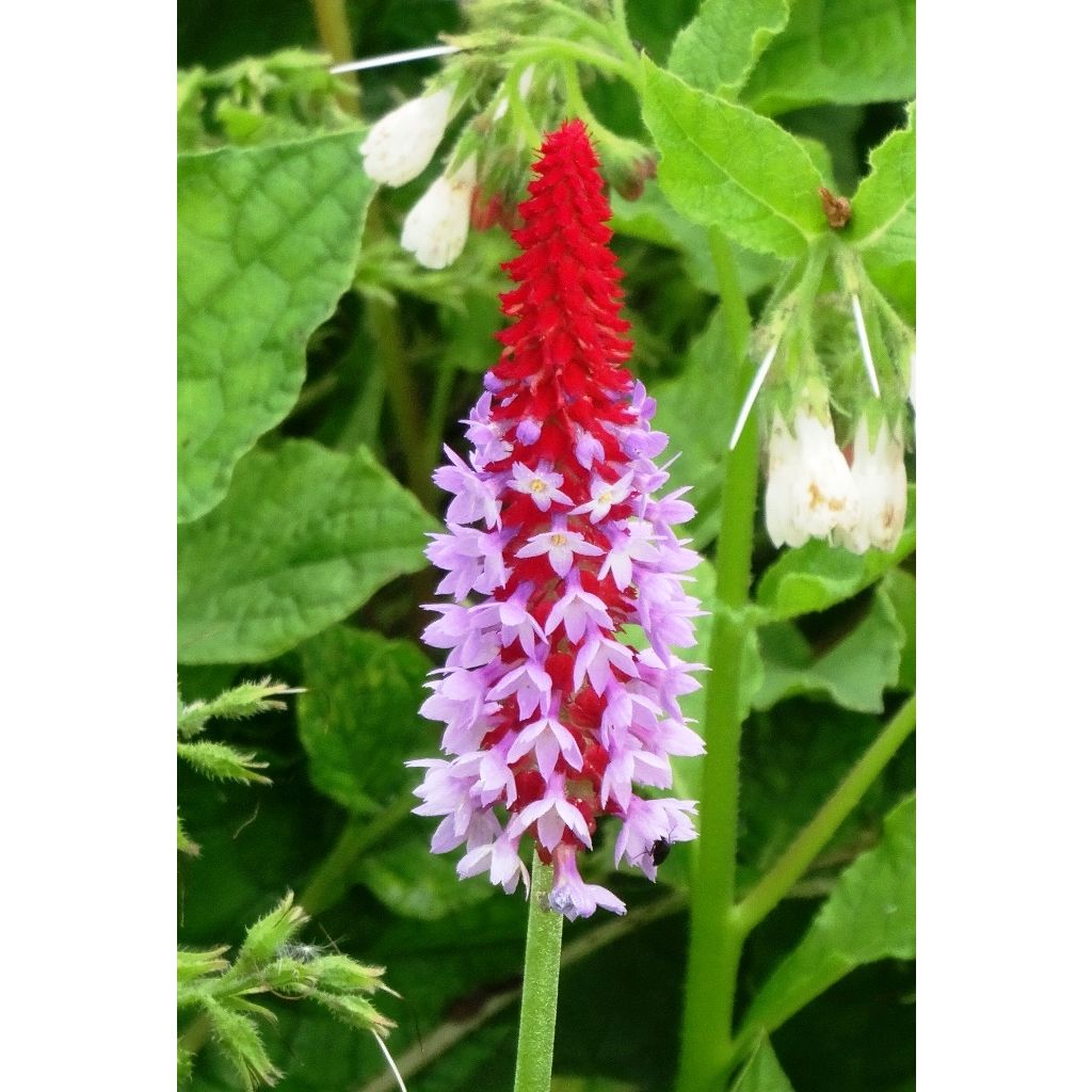 Primula vialii - Vial's Primrose