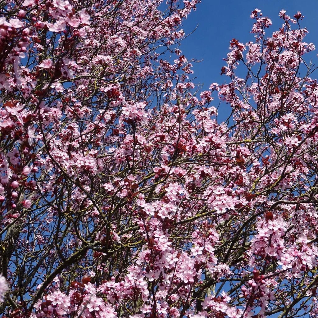 Prunus cerasifera - Cherry Plum