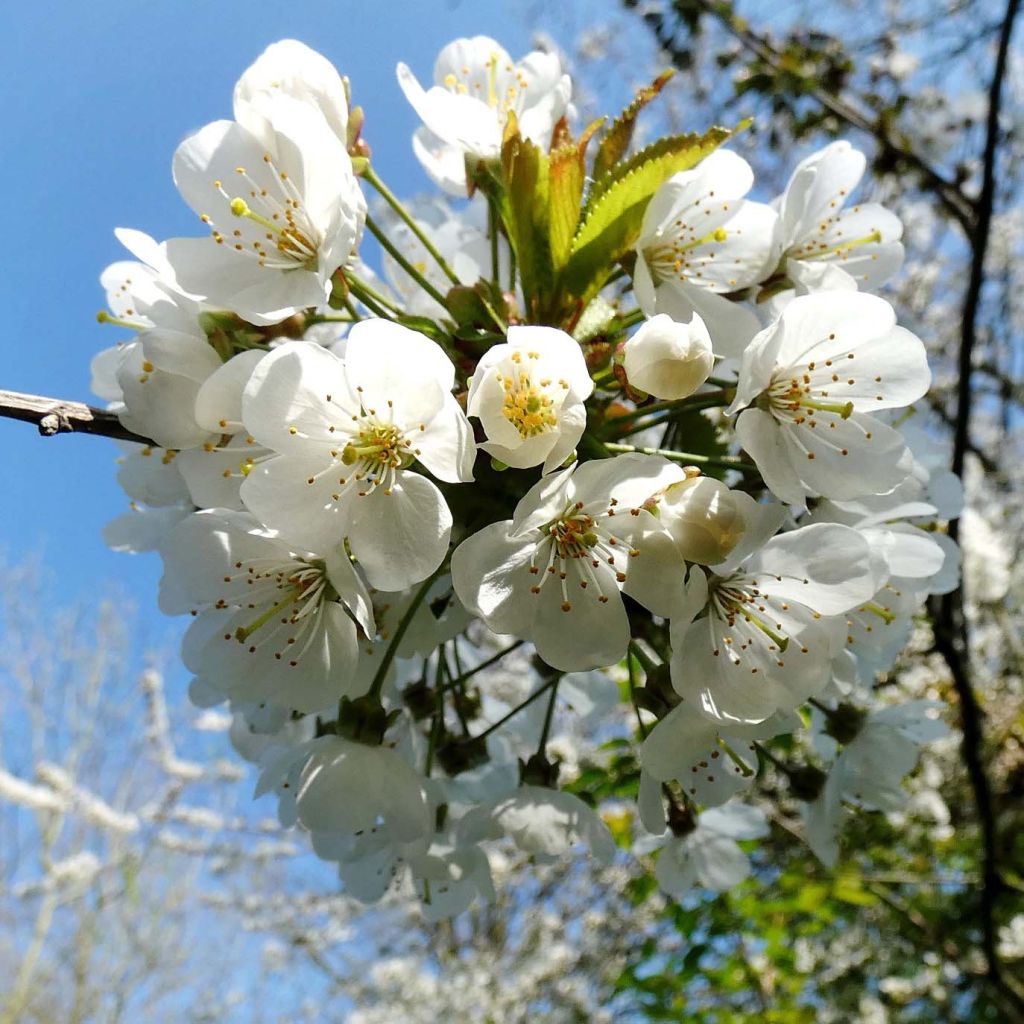 Bird Cherry - Prunus avium