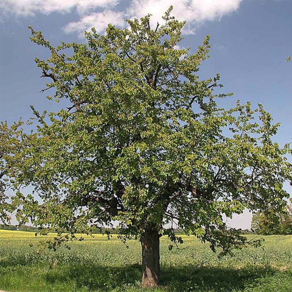 Bird Cherry - Prunus avium