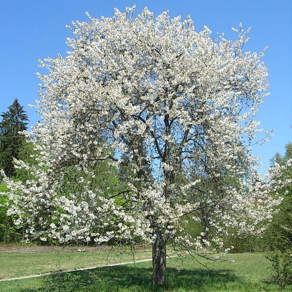 Bird Cherry - Prunus avium