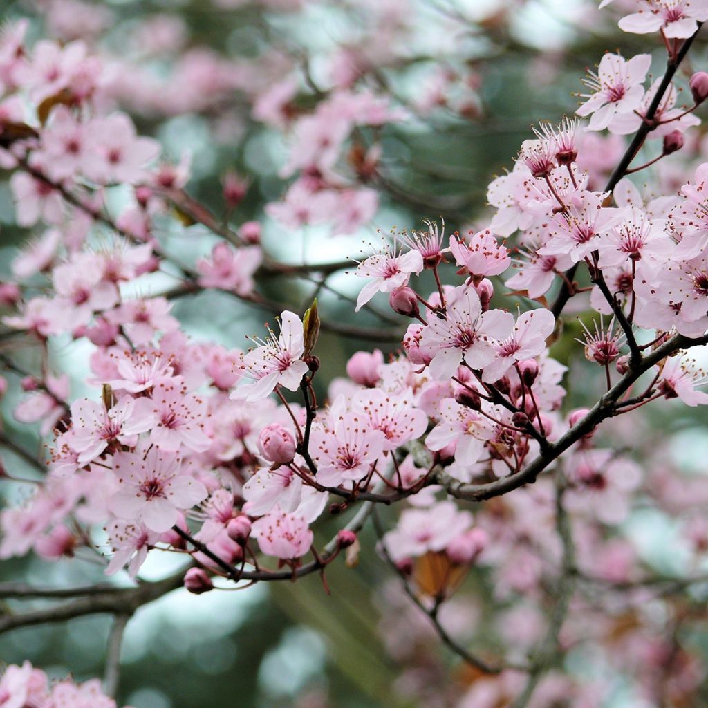 Prunier myrobolan - Prunus cerasifera Pissardii