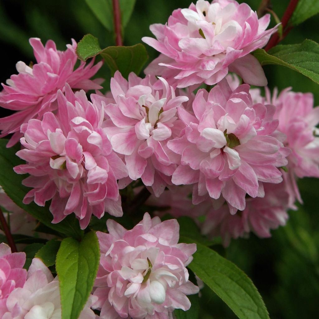 Prunus glandulosa Rosea Plena - Dwarf flowering Almond