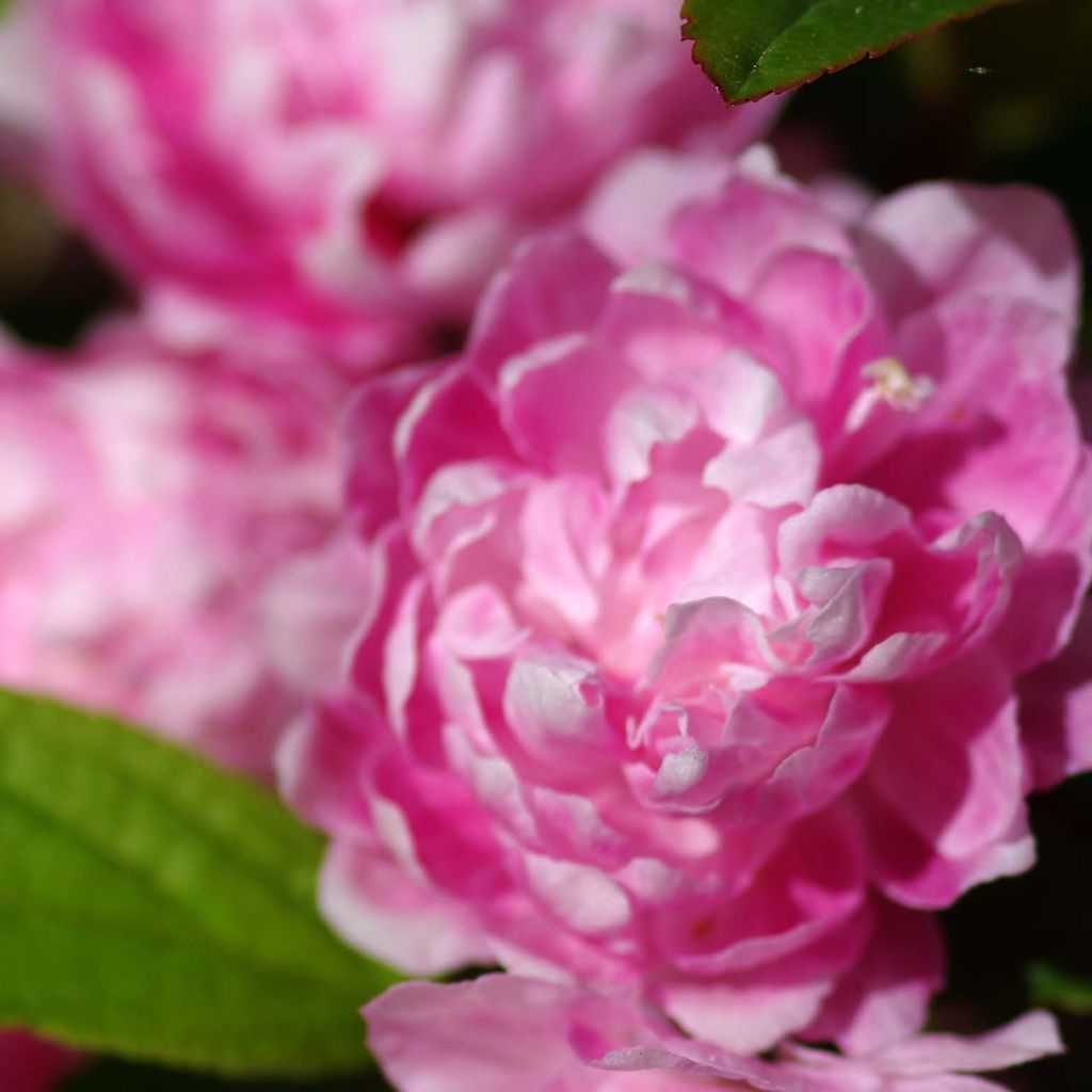 Prunus glandulosa Rosea Plena - Dwarf flowering Almond