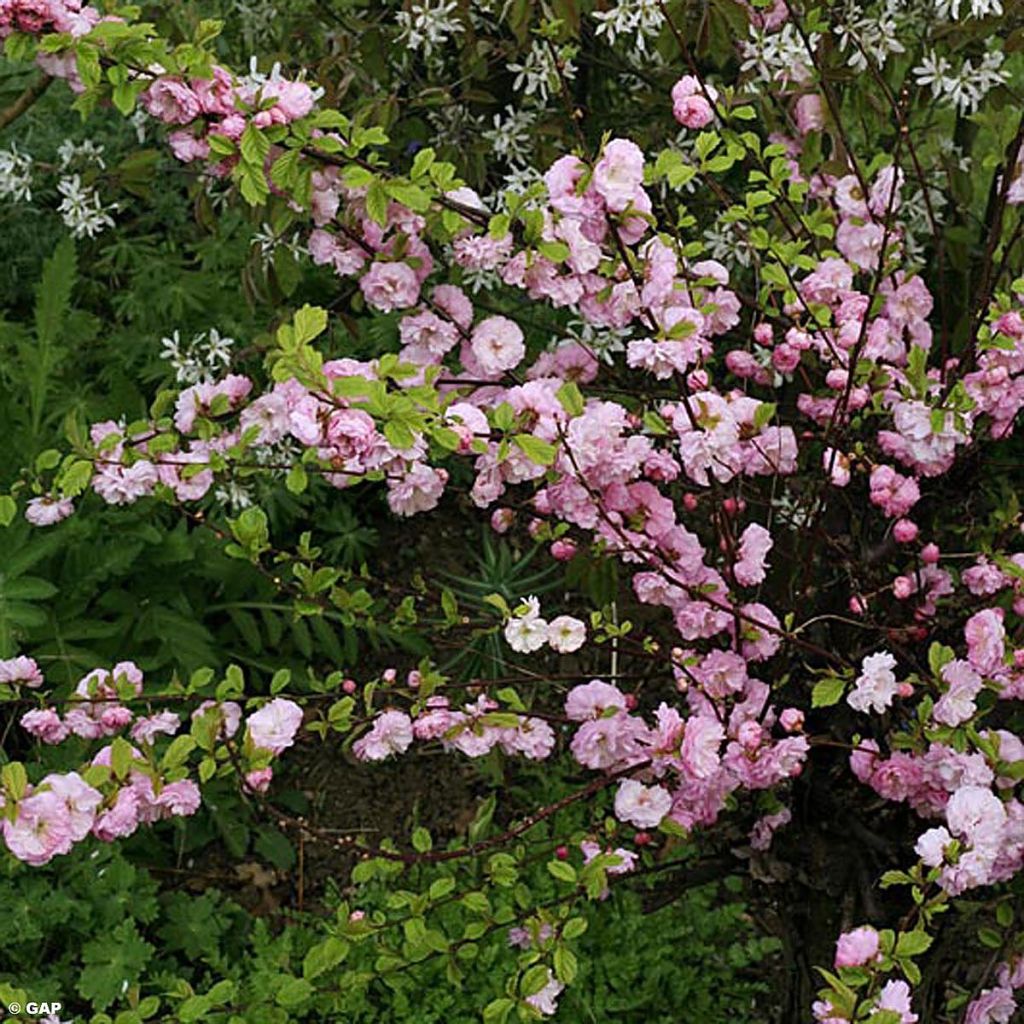 Prunus glandulosa Rosea Plena - Dwarf flowering Almond