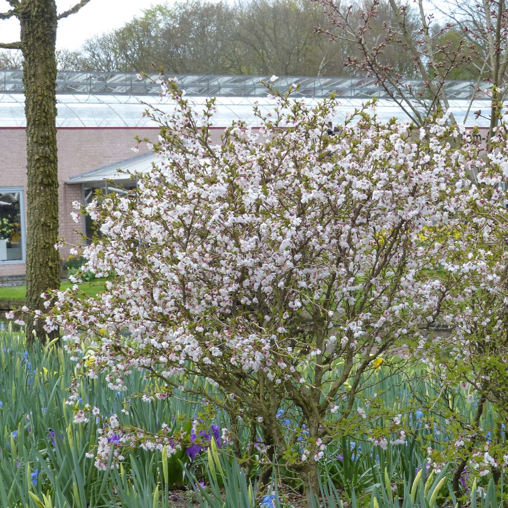 Prunus incisa Kojo-No-Mai - Cherry