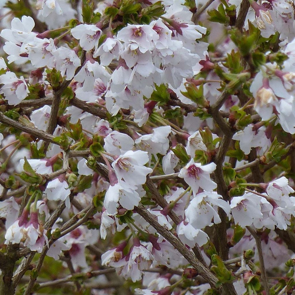 Prunus incisa Kojo-No-Mai - Cherry