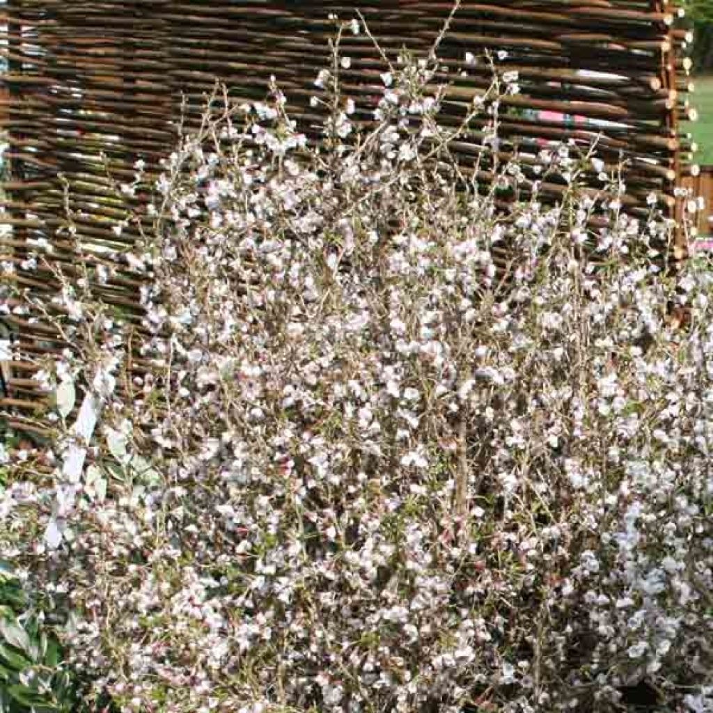 Prunus incisa Kojo-No-Mai - Cherry