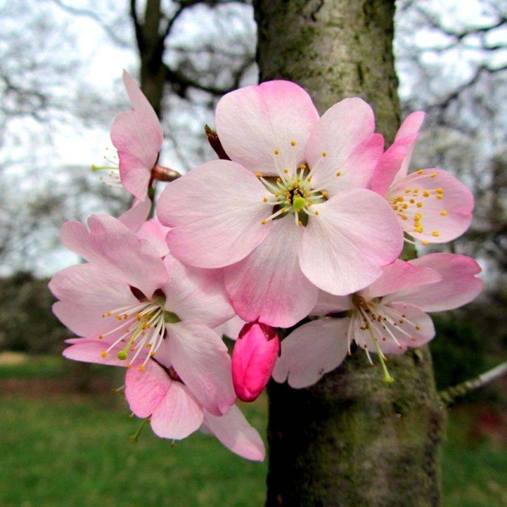 Prunus incisa Paean - Cherry