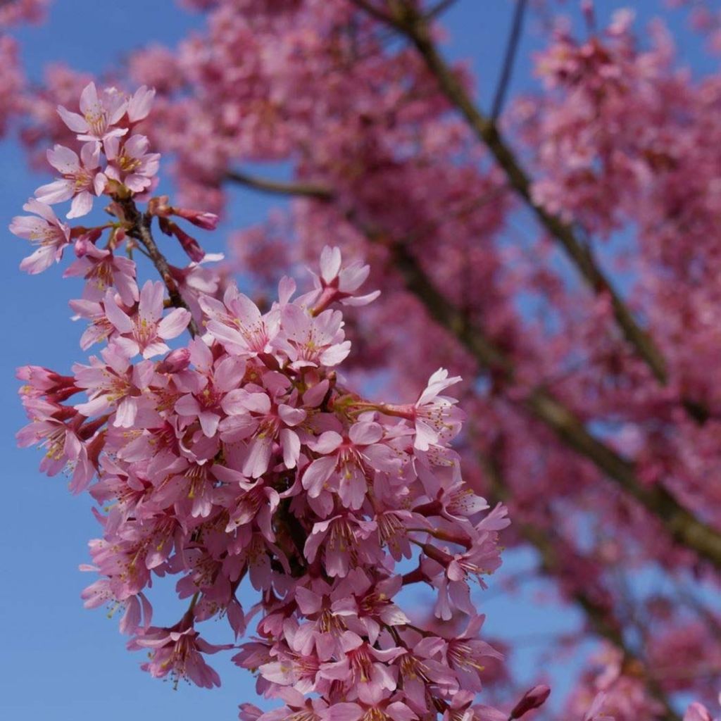 Prunus incisa Paean - Cherry