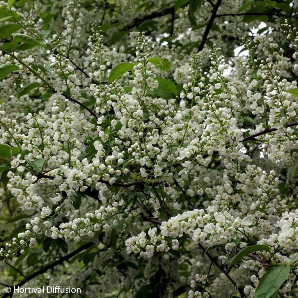 Prunus padus Le Thoureil