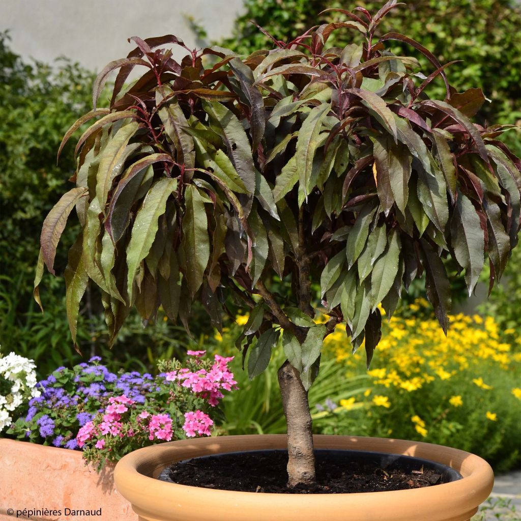 Prunus persica Dwarf Crimson Bonfire