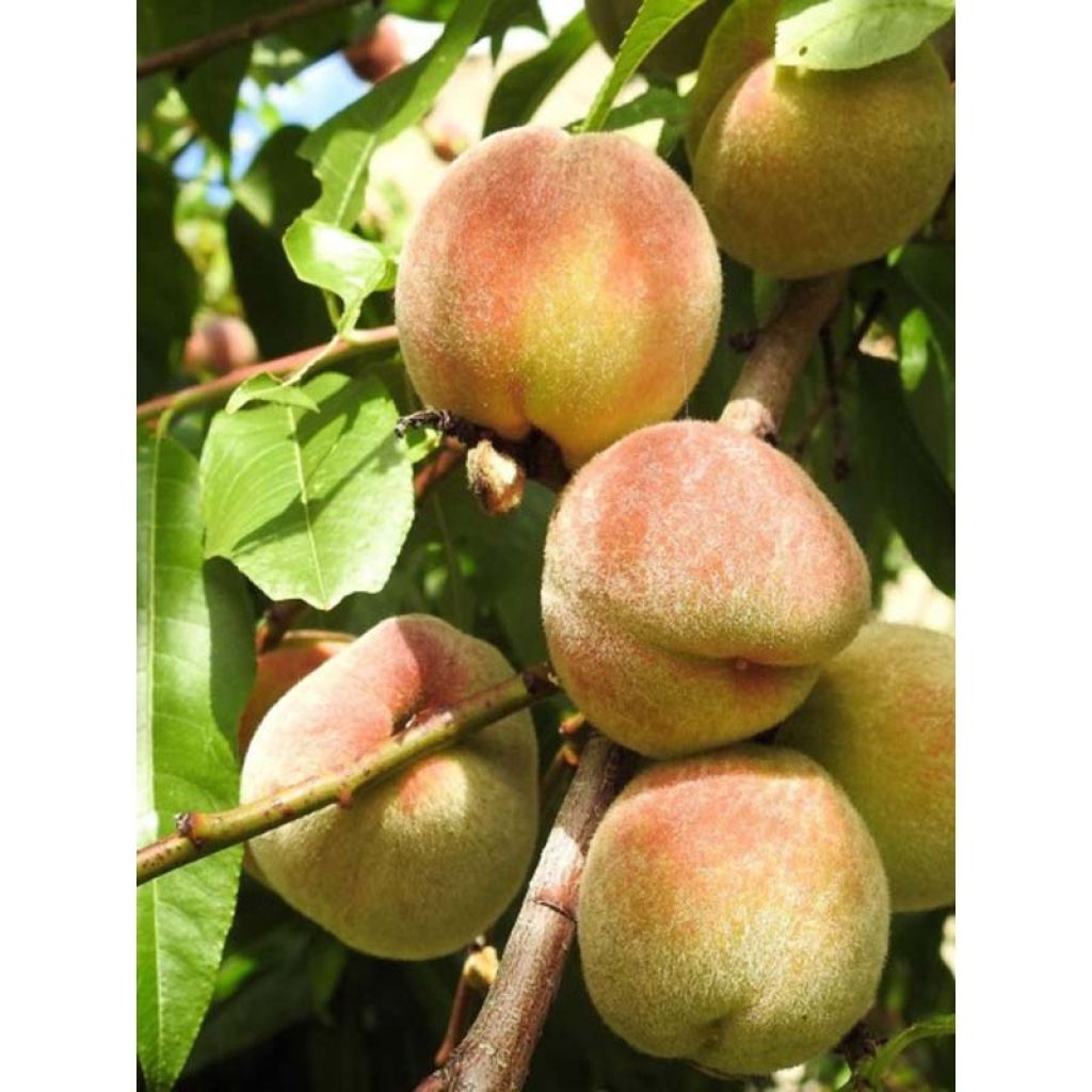 Prunus Nectarose - Nectarine tree