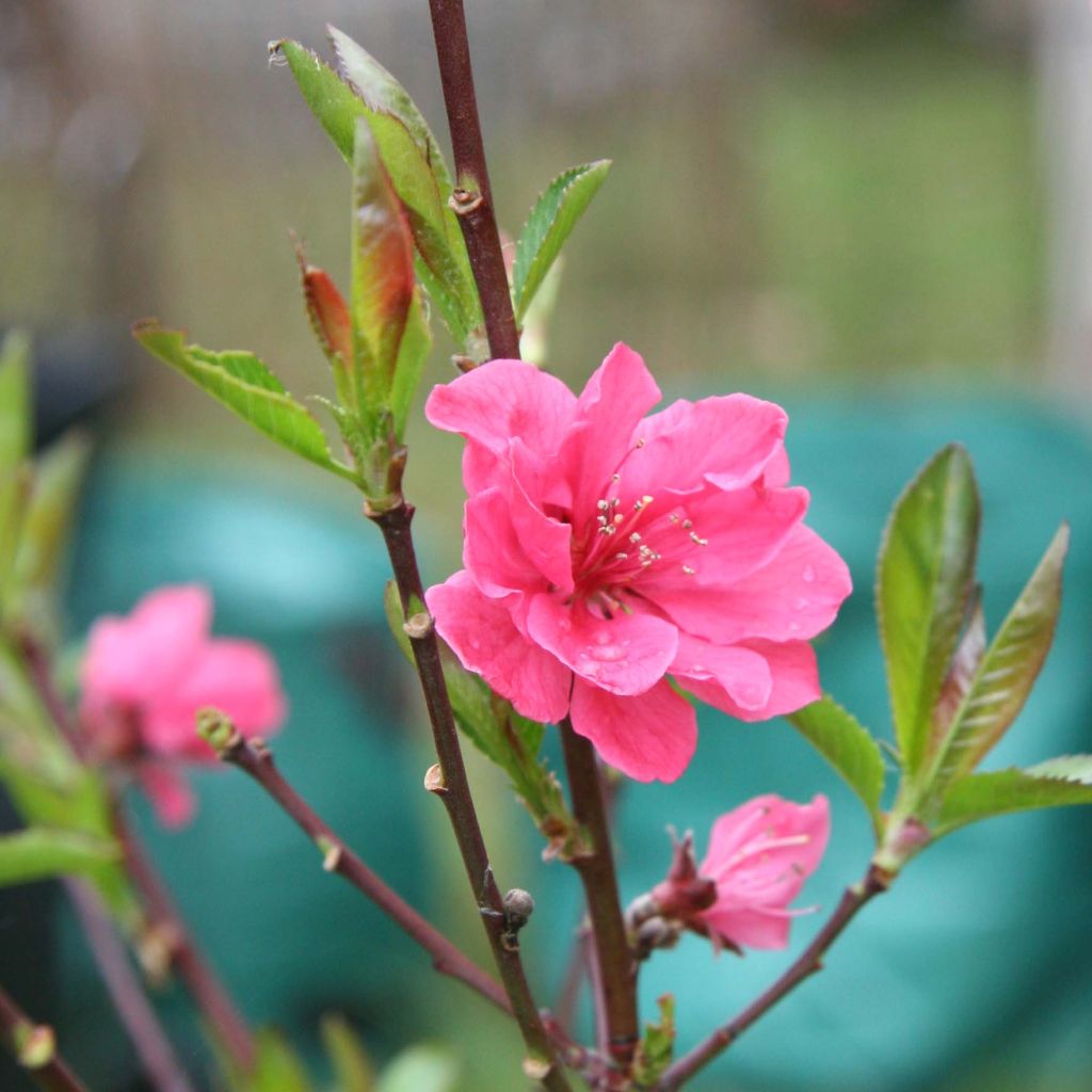 Prunus persica Taoflora Pink - Peach Tree