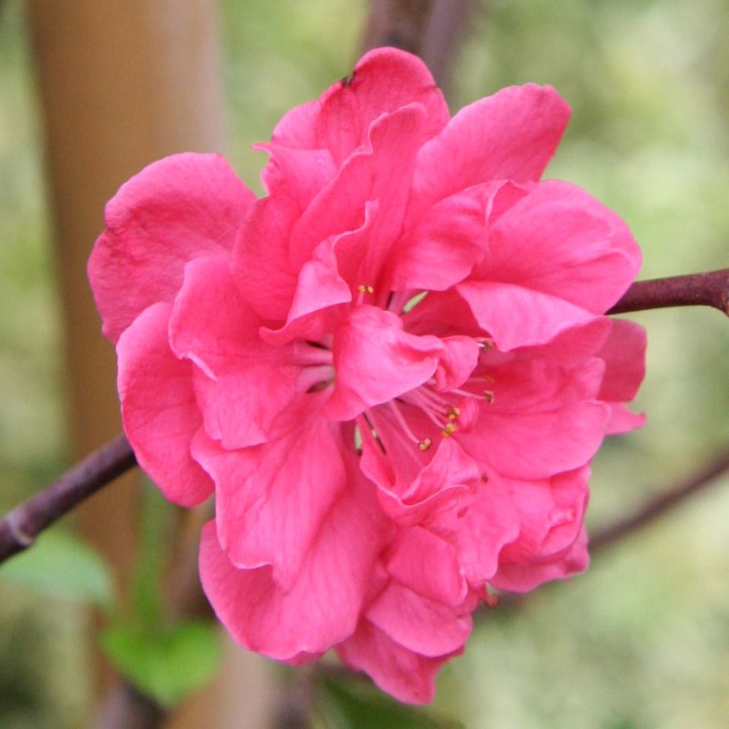 Prunus persica Taoflora Pink - Peach Tree