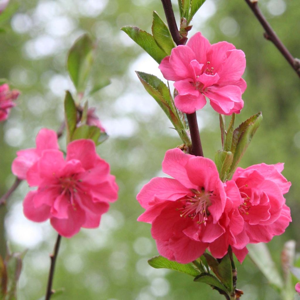 Prunus persica Taoflora Pink - Peach Tree