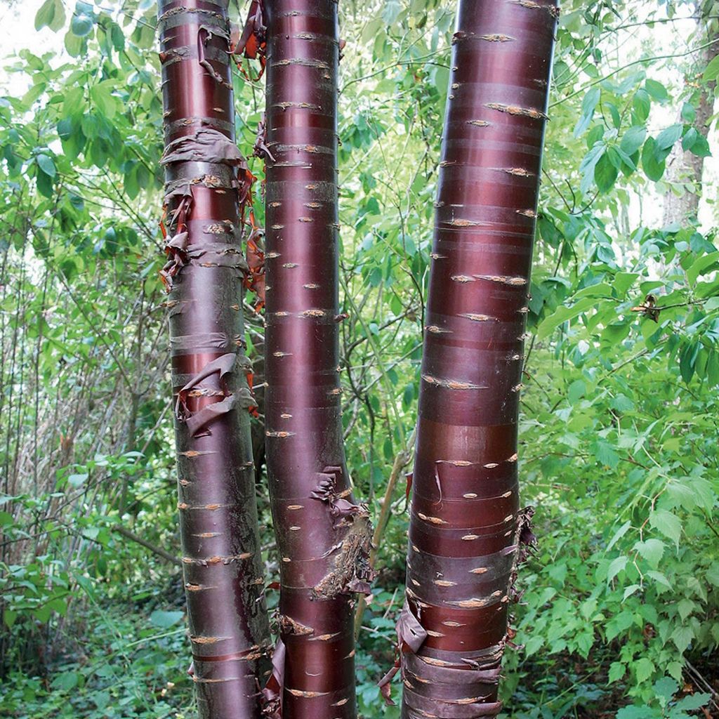 Prunus serrula Branklyn