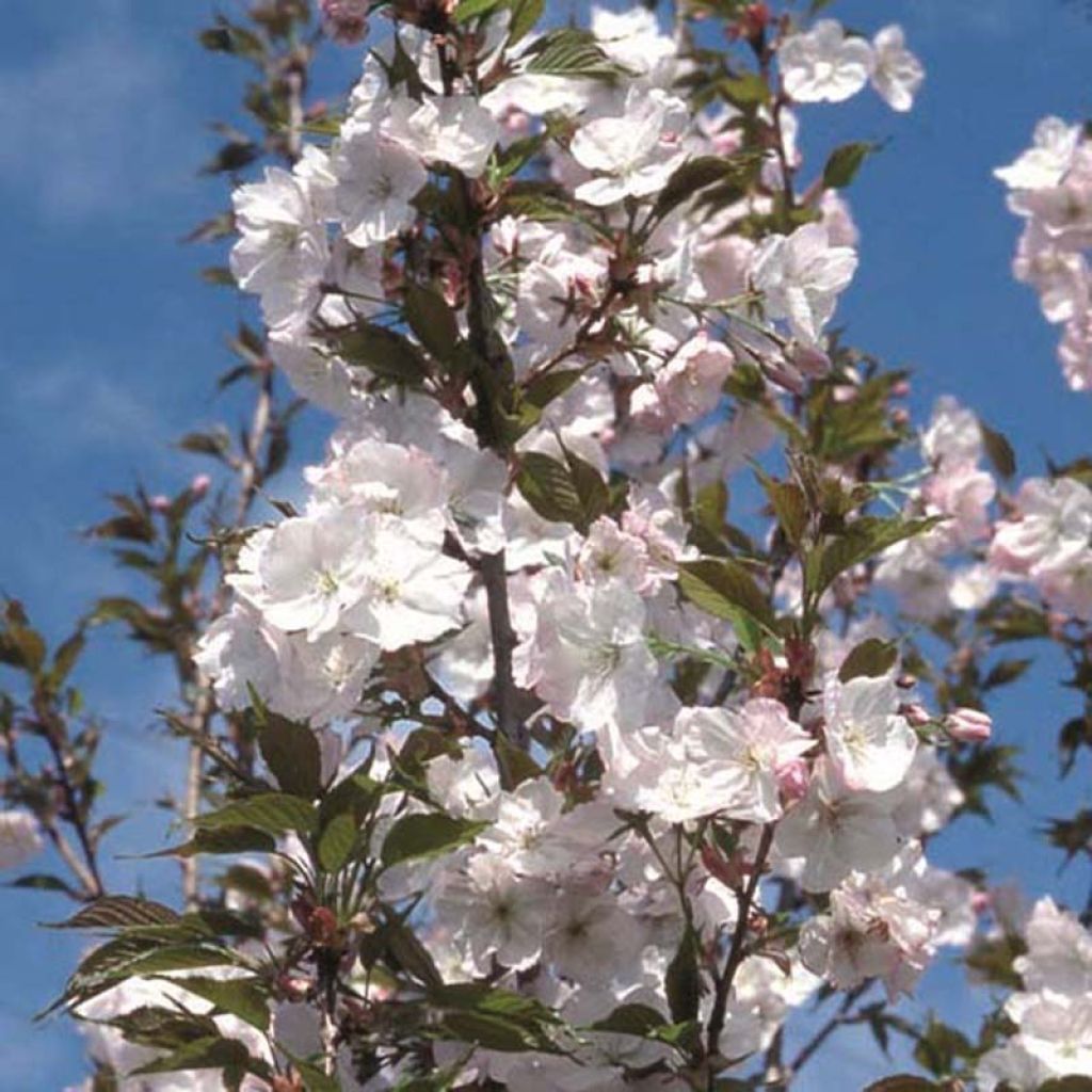Prunus serrulata Sunset Boulevard - Japanese Cherry
