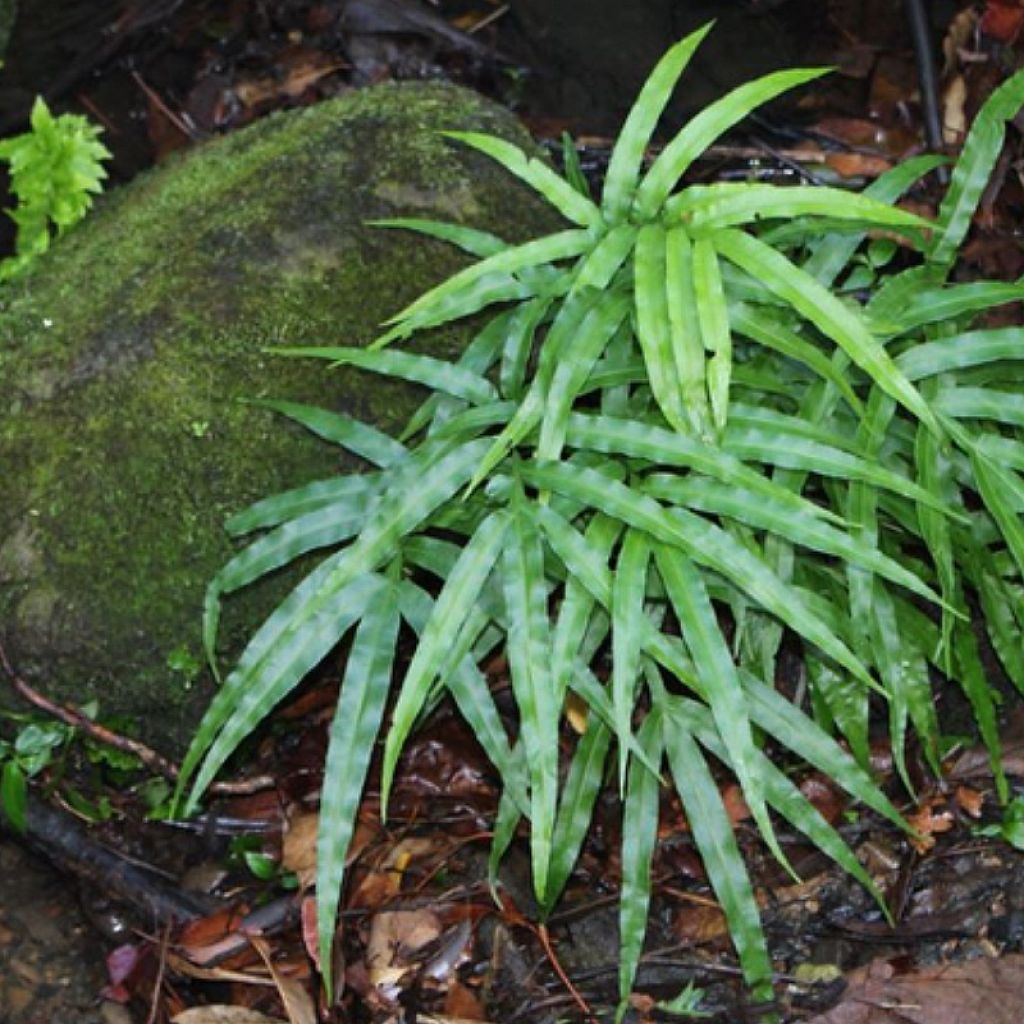 Pteris umbrosa