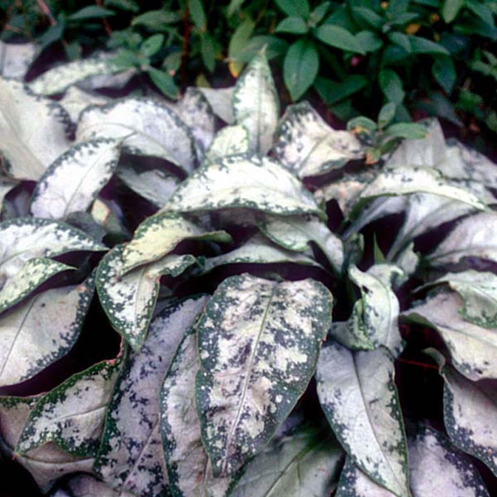 Pulmonaire hybride - Pulmonaria Margery Fish