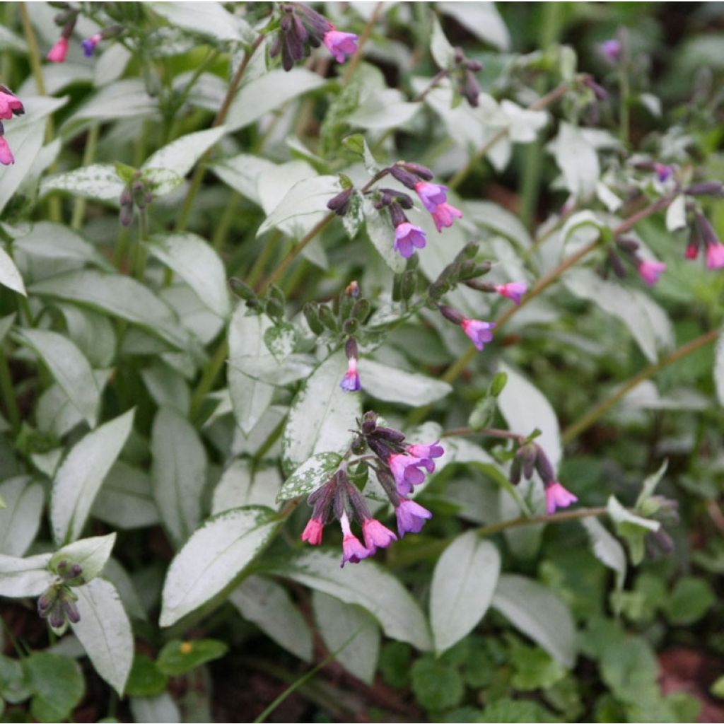 Pulmonaria Majesty - Lungwort