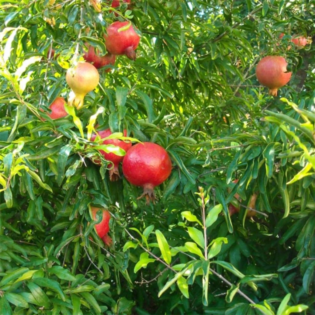 Punica granatum Fina Tendral - Pomegranate