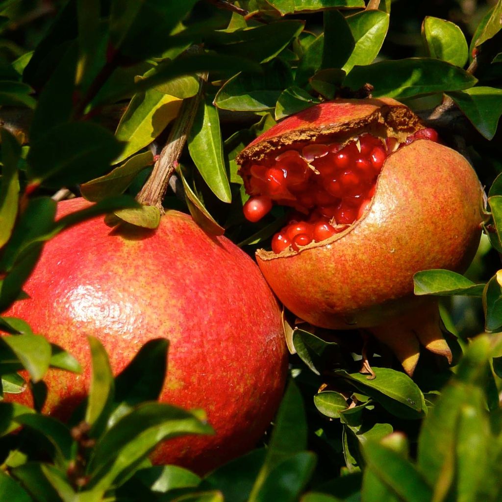 Punica granatum Fina Tendral - Pomegranate