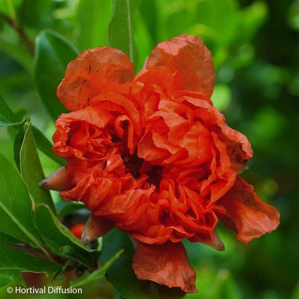 Punica granatum f. plena - pomegranate