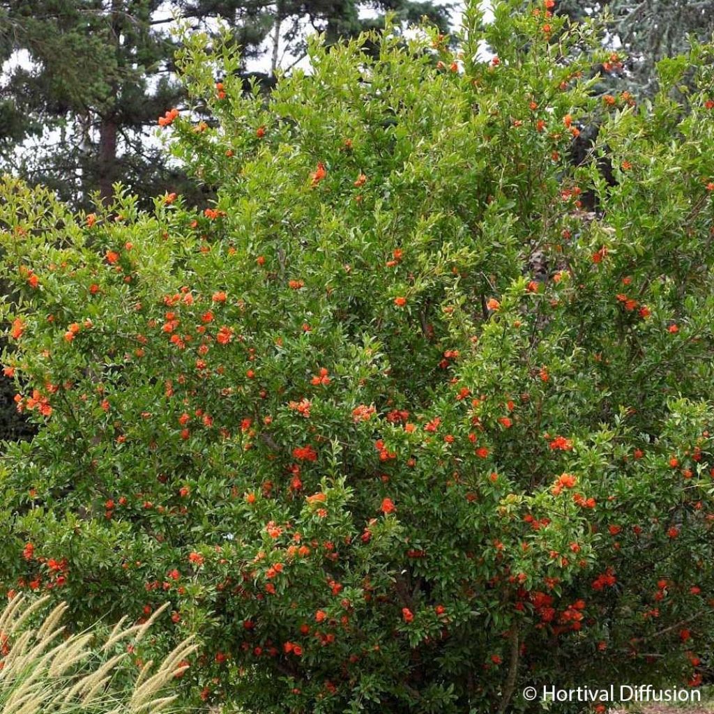 Punica granatum f. plena - pomegranate