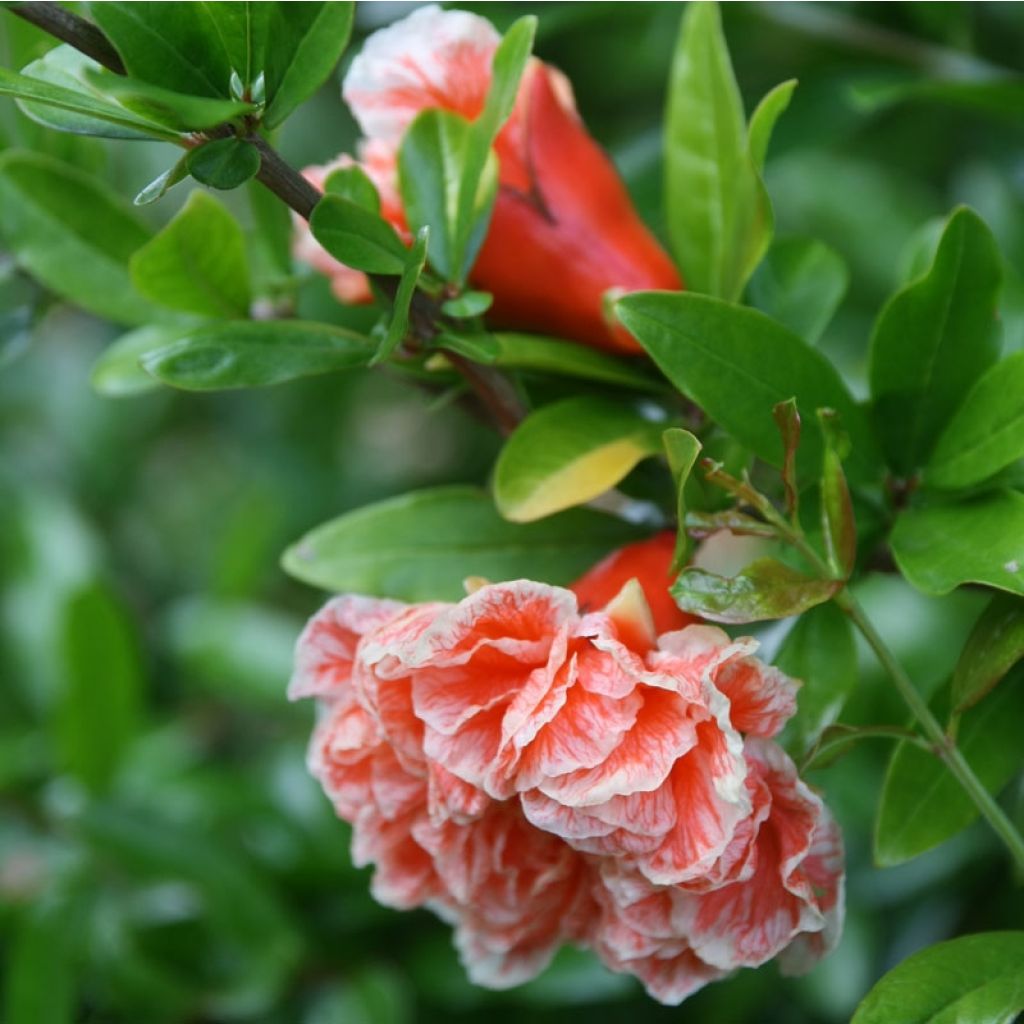 Punica granatum California Sunset - Pomegranate