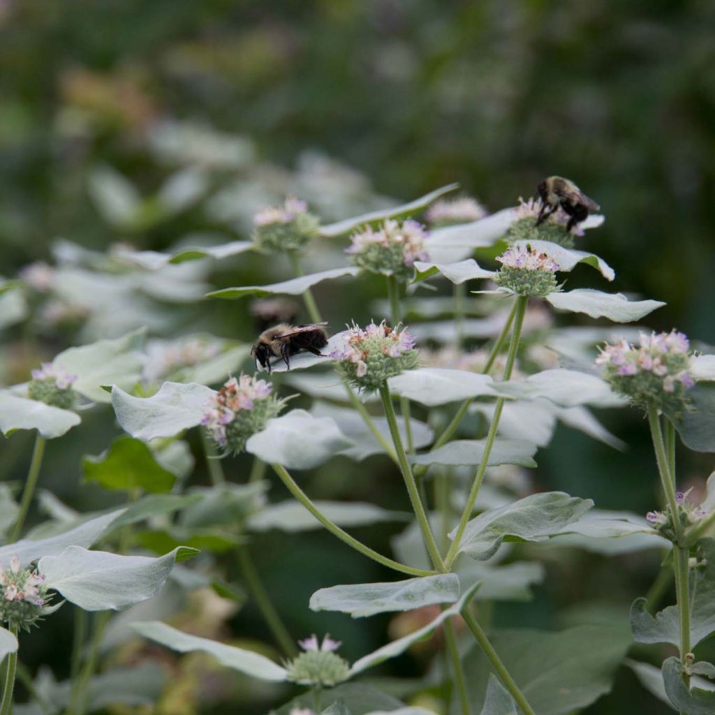 Pycnanthemum muticum - Mountain Mint