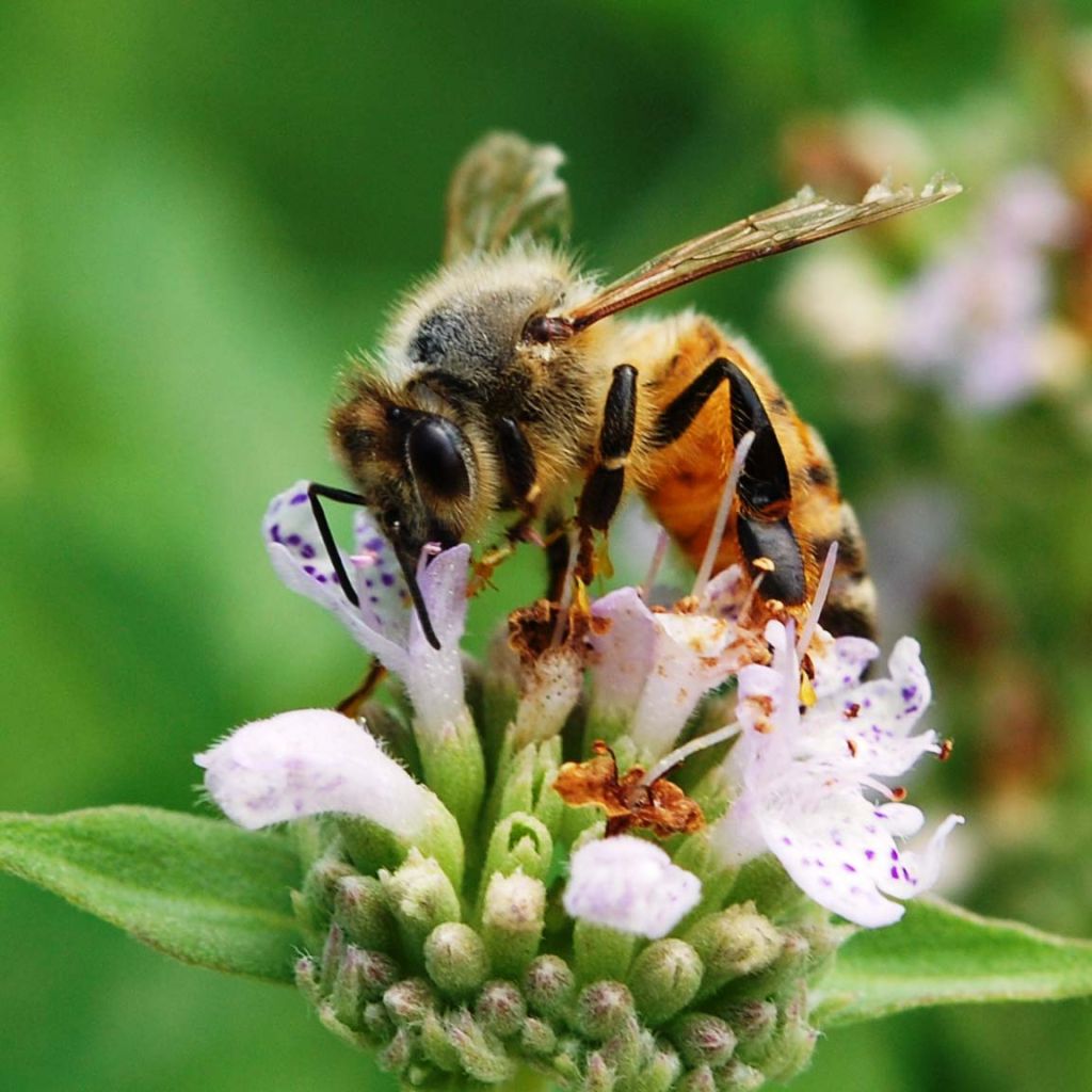 Pycnanthemum muticum - Mountain Mint