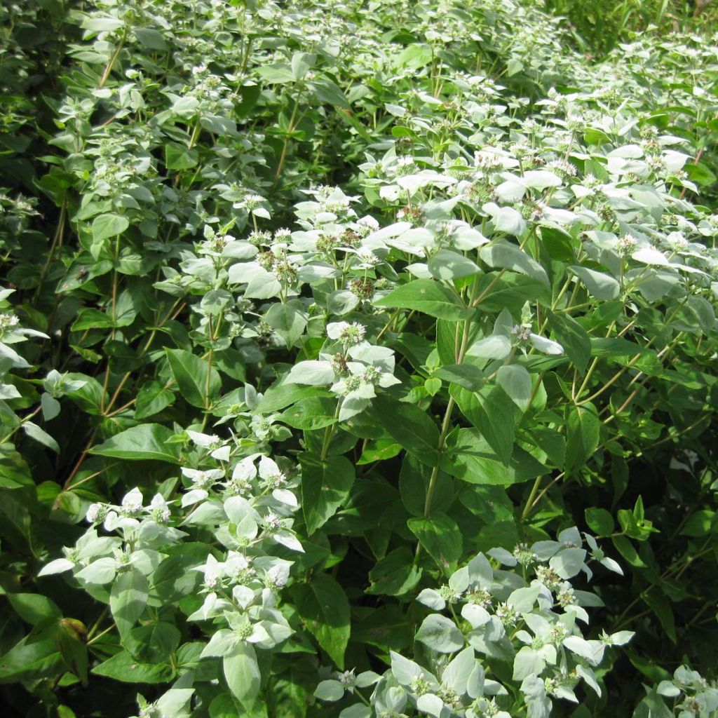 Pycnanthemum muticum - Mountain Mint