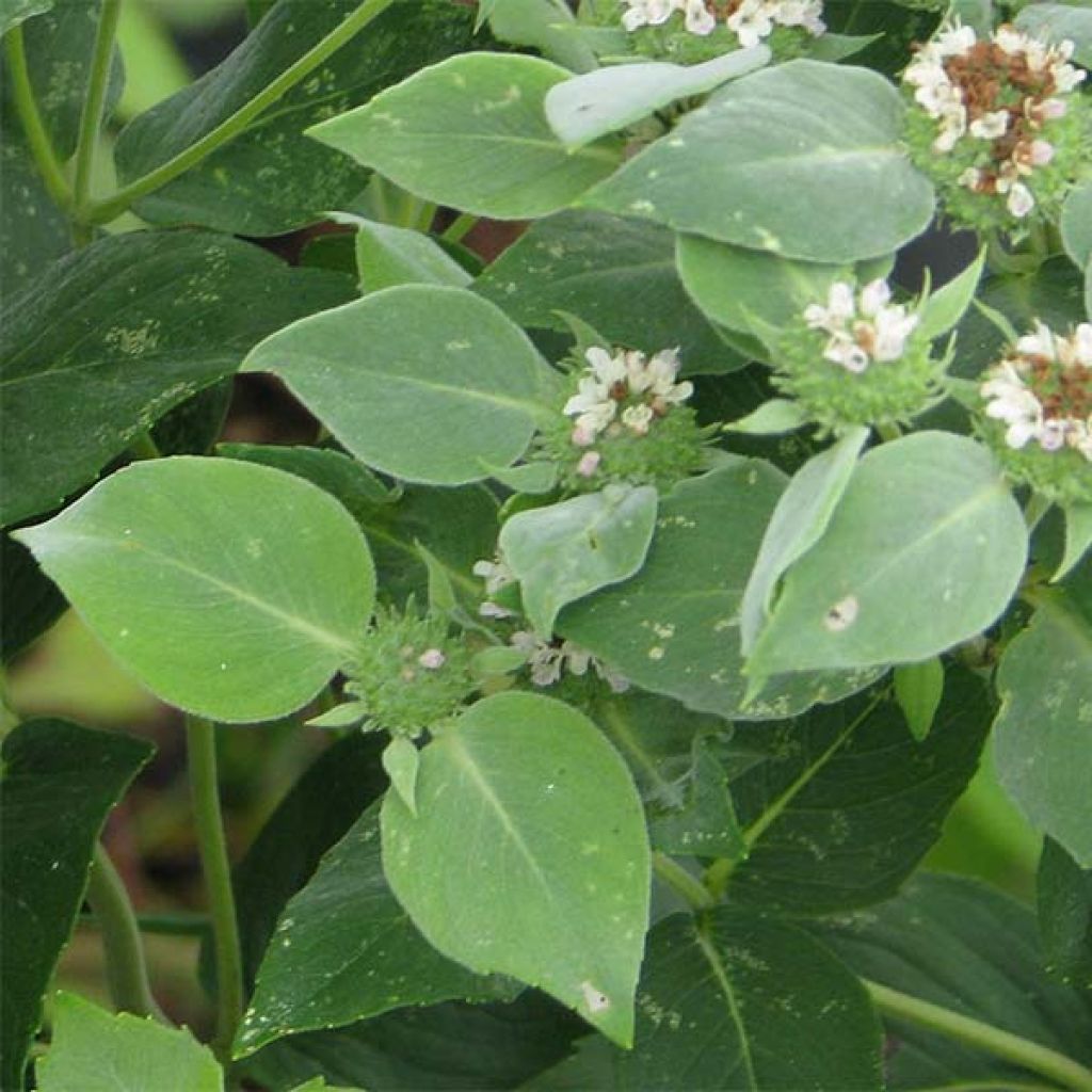 Pycnanthemum muticum - Mountain Mint