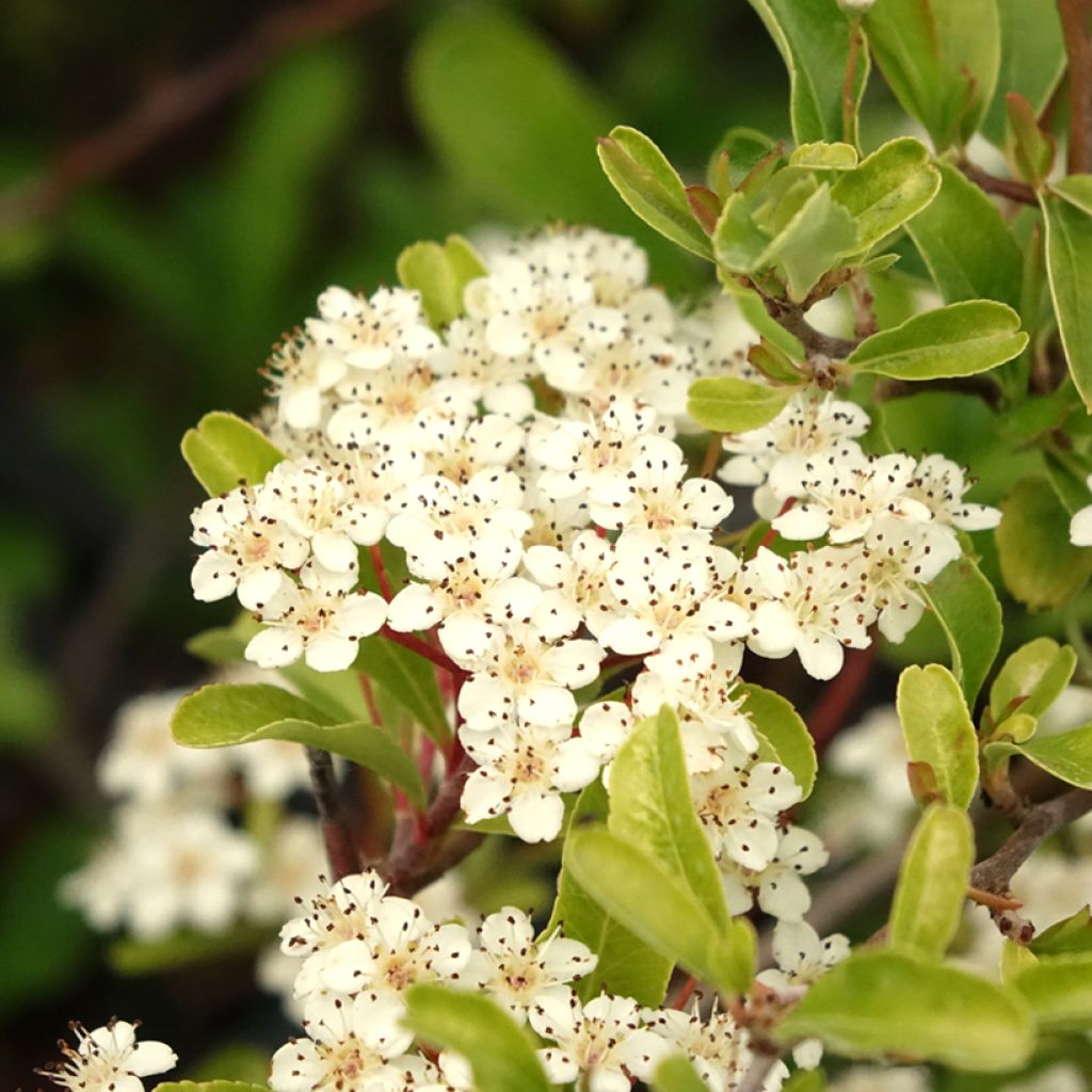Pyracantha coccinea Sunny Star