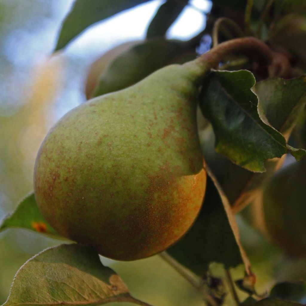 Pyrus communis Jeanne d’Arc - Pear Tree