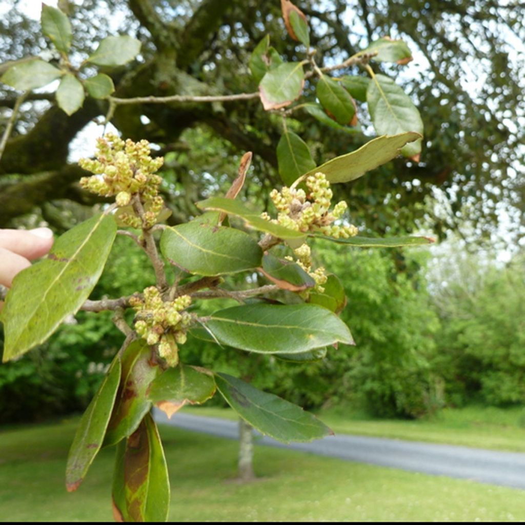 Holm oak - Quercus ilex