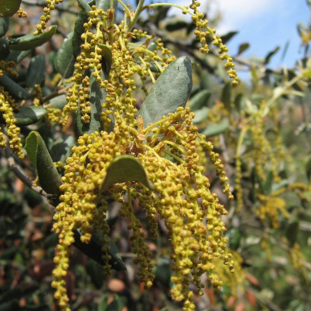 Holm oak - Quercus ilex