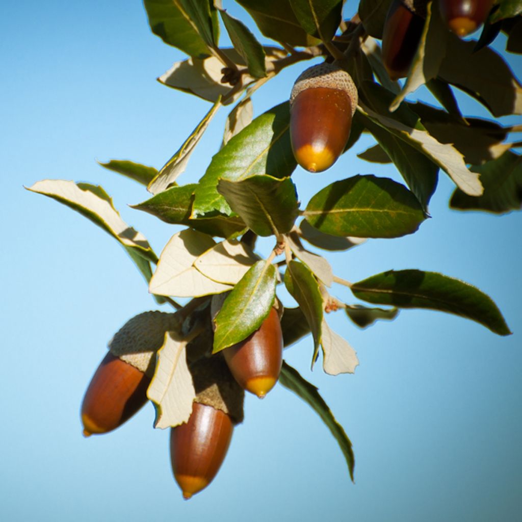 Holm oak - Quercus ilex