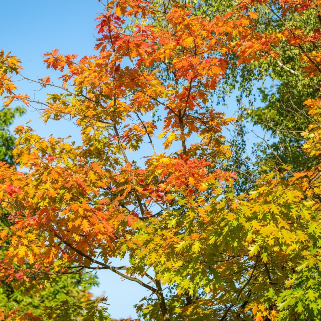 Quercus texana New Madrid