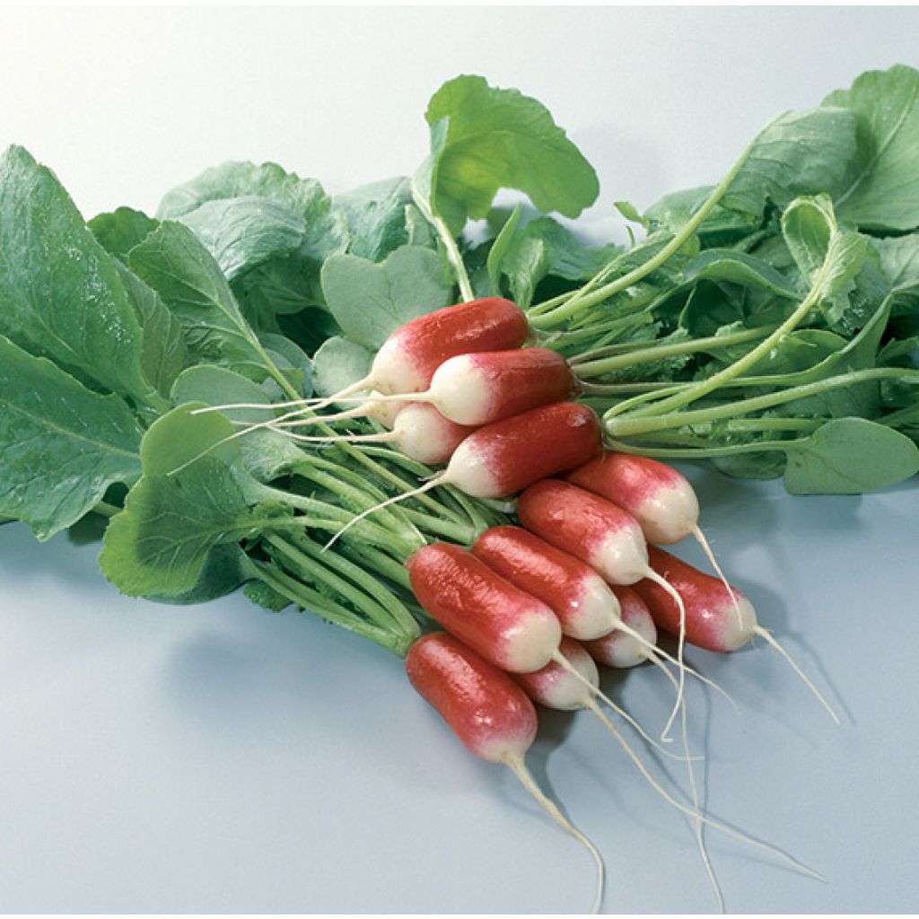 Patricia Organic Radish