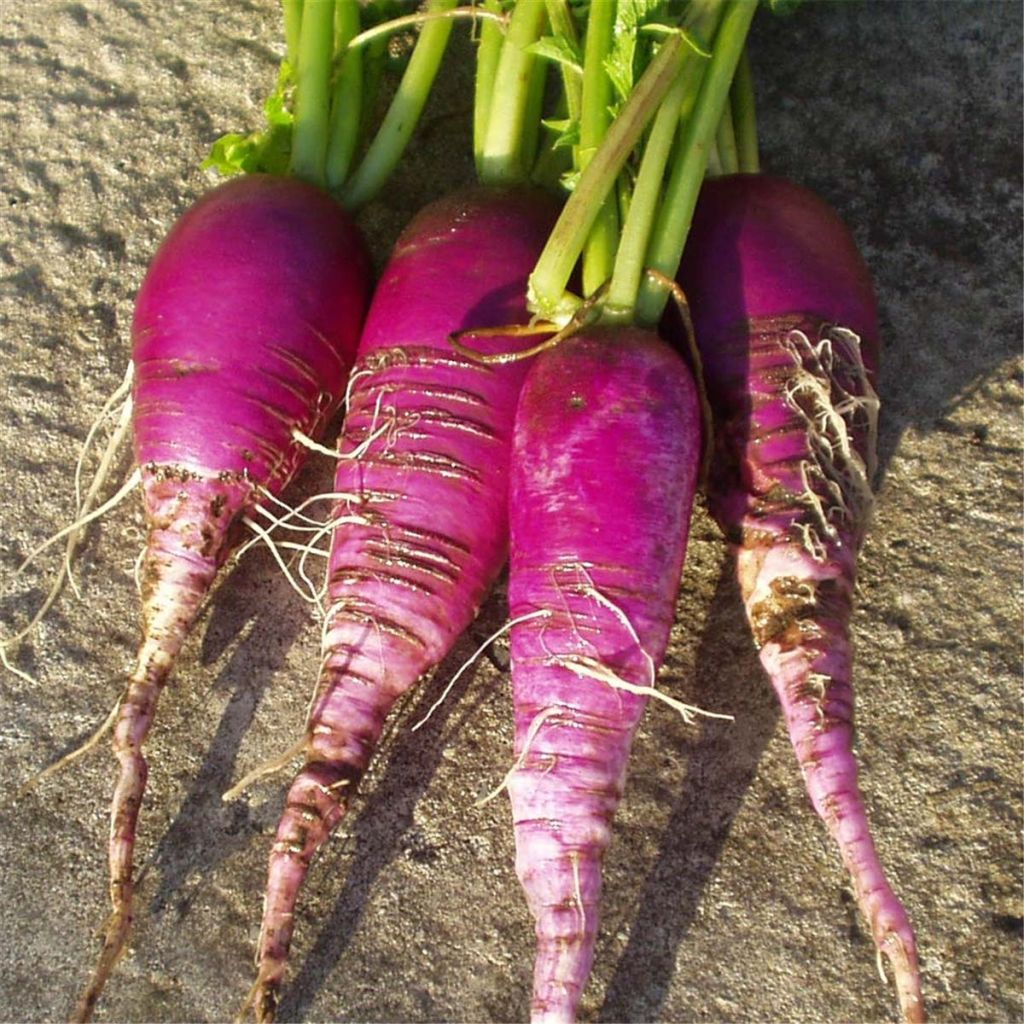 Radish Blue Autumn and Winter - Ferme de Sainte Marthe Seeds